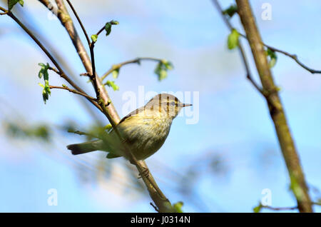 Willow Warbler (Phylloscopus trochilus) Kent, UK, avril 2017 Banque D'Images