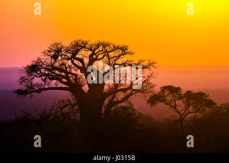 Baobab dans Kruger National Park, Afrique du Sud ; Espèce Adansonia digitata famille des Malvaceae Banque D'Images