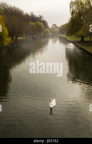 Seul jeune Cygne muet mute avec encore quelques plumes brunes piscine sereinement sur une rivière calme Great Ouse à Bedford, Angleterre dans un matin brumeux dans Scpir Banque D'Images