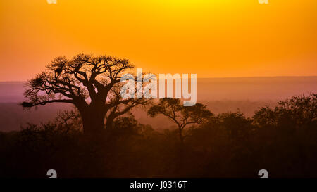 Baobab dans Kruger National Park, Afrique du Sud ; Espèce Adansonia digitata famille des Malvaceae Banque D'Images