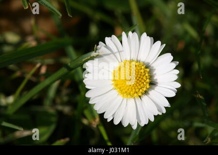 Daisy Banque D'Images