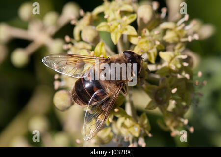 Eristalis tenax, Fly Drone, seul adulte reposant sur des fleurs de lierre, Lea Valley, Essex, UK Banque D'Images