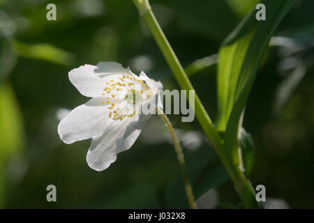 Un seul l'anémone des bois (Anemone nemorosa) Banque D'Images