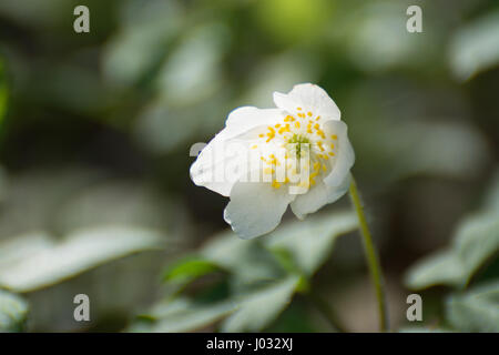 Un seul l'anémone des bois (Anemone nemorosa) Banque D'Images