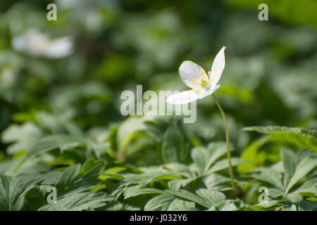 Un seul l'anémone des bois (Anemone nemorosa) Banque D'Images