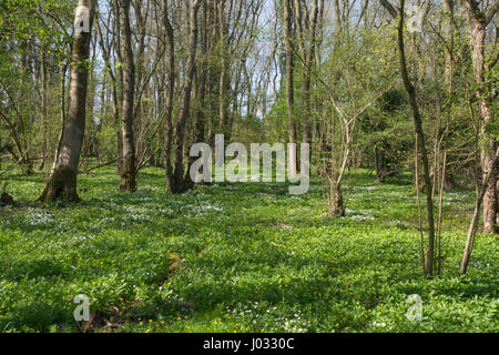 Bois des anémones (Anemone nemorosa) dans l'ancien habitat boisé dans le Hampshire, au Royaume-Uni Banque D'Images