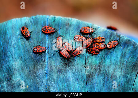 Belles coccinelles rouge gros plan sur les soldats photographiés un arbre bleu Banque D'Images