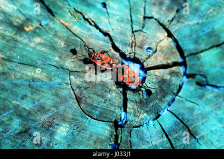 Belles coccinelles rouge gros plan sur les soldats photographiés un arbre bleu Banque D'Images