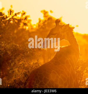 Girafe dans Kruger National Park, Afrique du Sud ; Espèce Giraffa camelopardalis famille de Giraffidae Banque D'Images