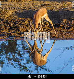 Impala commun dans le parc national Kruger, Afrique du Sud ; Espèce Aepyceros melampus famille des bovidés Banque D'Images