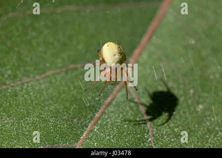 Big Fat spider jaune en attente d'embuscade un autre insecte dans son site web Banque D'Images