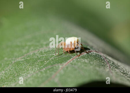 Big Fat spider jaune en attente d'embuscade un autre insecte dans son site web Banque D'Images