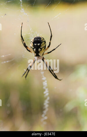 Big Fat spider jaune et noir en attente d'embuscade un autre insecte dans son site web. Isolé sur un arrière-plan flou. Banque D'Images