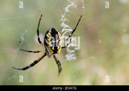 Big Fat spider jaune et noir en attente d'embuscade un autre insecte dans son site web. Isolé sur un arrière-plan flou. Banque D'Images