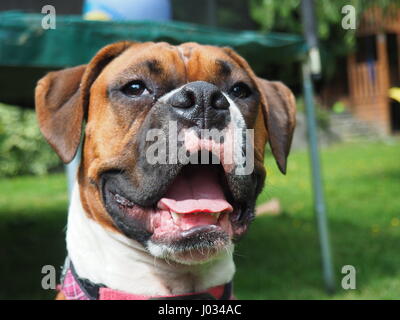 Daisy le chien Banque D'Images