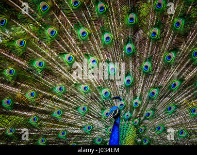 Paon magnifique fanning ses plumes de queue colorée Banque D'Images