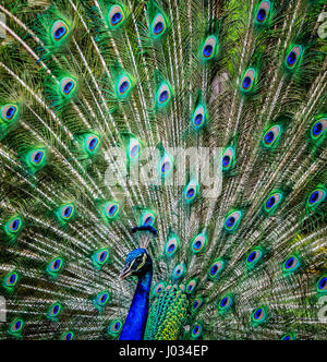 Paon magnifique fanning ses plumes de queue colorée Banque D'Images