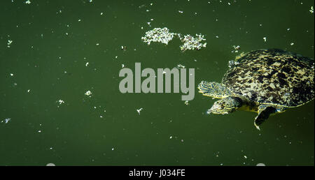 Tortue-molle à épines (Apalone (Trionyx spiniferus) baignade en rivière claire, printemps nourris à San Marcos, Texas Banque D'Images