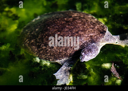 Tortue-molle à épines (Apalone (Trionyx spiniferus) baignade en rivière claire, printemps nourris à San Marcos, Texas Banque D'Images