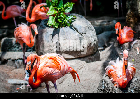 Flamant rose (Phoenicopterus sp.) troupeau en captivité dans un zoo Banque D'Images