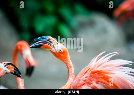 Flamant rose (Phoenicopterus sp.), de lutte contre l'alimentation, l'appelant ou dans un troupeau en captivité dans un zoo Banque D'Images