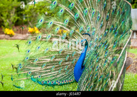 Paon magnifique fanning ses plumes de queue colorée Banque D'Images