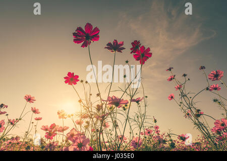 Fleur de cosmos sur le terrain et le ciel avec la lumière du soleil filtre vintage. Banque D'Images