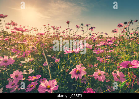 Fleur de cosmos sur le terrain et le ciel avec la lumière du soleil filtre vintage. Banque D'Images