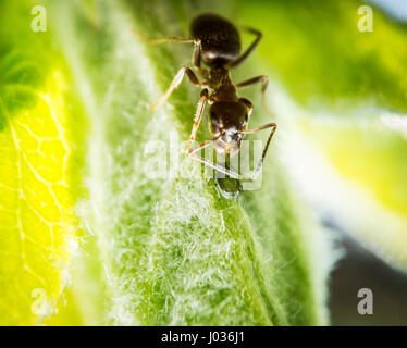 Brown et Ant peu sur puceron vert feuille extreme macro photographie Banque D'Images