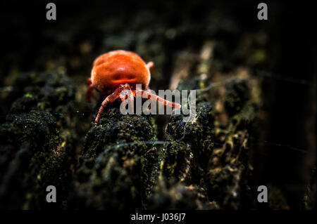 Velours rouge sur l'acarien parasite arbre sec macro photographie Banque D'Images
