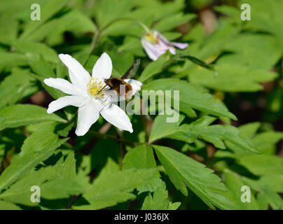 L'Anémone des bois - Anémone nemorosa avec Bee-Fly foncée - Bombylius major Banque D'Images