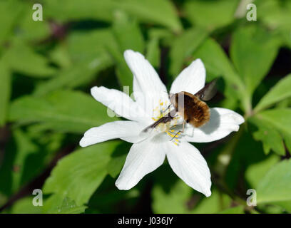 - Bee-Fly foncée Bombylius major se nourrissant d'Anémone des bois - Anémone nemorosa Banque D'Images