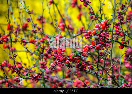 Red Chaenomeles x superba Verbooms Vermilion fleurs jardin arbuste branches floraison Quince Chaenomeles Rouge jaune printemps jardin scène floraison brindilles Banque D'Images