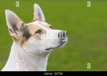 Portrait en extérieur de la race de chien de chasse et du Nord contre l'arrière-plan vert. Le chien à la recherche. Banque D'Images