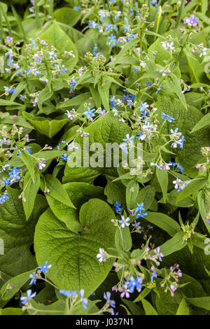 Brunnera macrophylla Vipérine commune de Sibérie Banque D'Images