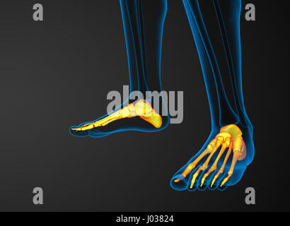Rendu 3d illustration de l'os du pied - vue avant Banque D'Images