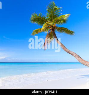 Mer des Caraïbes, la République dominicaine, l'île de Saona. Palmier pousse sur une plage de sable blanc Banque D'Images