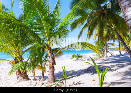 Palms poussent sur la plage. La côte de sable blanc de la mer des Caraïbes, la République dominicaine, l'île de Saona Banque D'Images