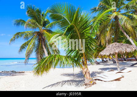 Des cocotiers, des chaises longues et des parasols sont vides sur la plage de sable blanc. Mer des Caraïbes, la République dominicaine, l'île de Saona, station touristique de la côte Banque D'Images