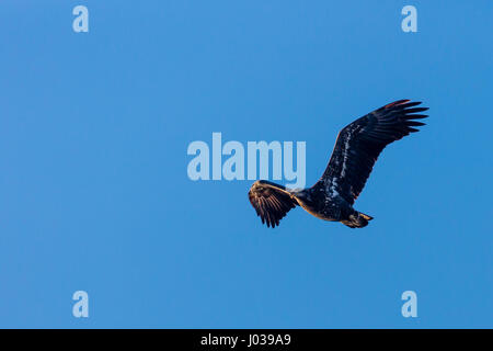 Jeune Pygargue à tête blanche (Haliaeetus leucocephalus) voler à travers un ciel bleu Banque D'Images