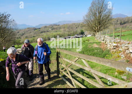 Groupe de randonneurs lors d'une promenade en campagne marche à travers une barrière ouverte champ De sur ferme de moutons dans la région de Snowdonia, campagne. Le Nord du Pays de Galles Royaume-uni Grande-Bretagne Banque D'Images