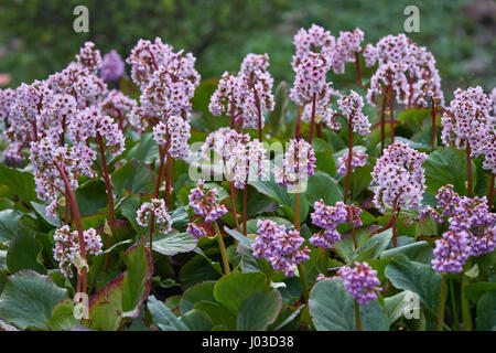 Grappe de fleurs rose Parthenocissus tricuspidata luxuriant en pleine floraison, saxifrage à longues éléphant elephant's Ears Banque D'Images