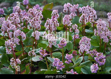 Grappe de fleurs rose Parthenocissus tricuspidata luxuriant en pleine floraison, saxifrage à longues éléphant elephant's Ears Banque D'Images