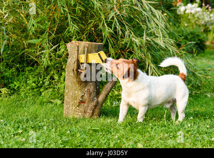 Concept : le sciage bricolage chien en bois au rez-de-jardin Banque D'Images