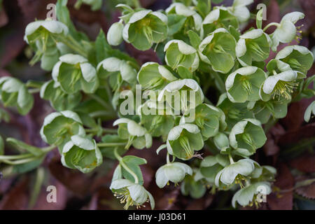 Hellebore Helleborus argutifolius hellébore à feuilles de houx, le Corse hellébore corsicus Helleborus lividus subsp. corsicus,hiver,rose, rose de Noël Banque D'Images