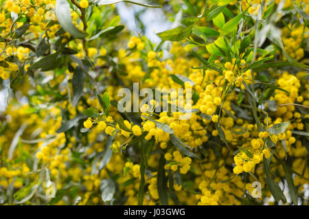 Fleurs jaune et vert feuilles de mimosa avec quelques fleurs en relief et d'autres troubles Banque D'Images