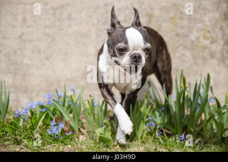 Un petit Boston terrier pose dans l'herbe parmi les fleurs du printemps violet Banque D'Images