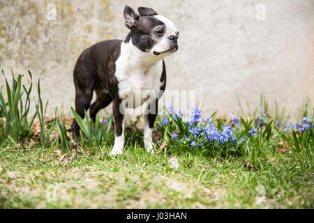 Un petit Boston terrier pose dans l'herbe parmi les fleurs du printemps violet Banque D'Images