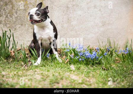 Un petit Boston terrier et souriant debout dans l'herbe parmi les fleurs du printemps violet Banque D'Images
