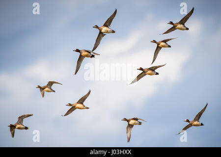 Canards d'Essaim (Anas penelope) en vol, le CLAJ Claj Marais, à côté de la mer, Norfolk, Angleterre Banque D'Images